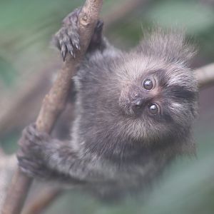 Common Marmoset (Callithrix jacchus)