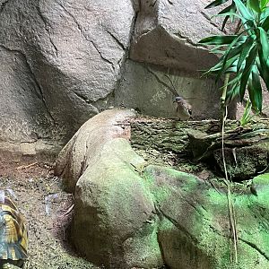 Tortoise Shell-ter - Blue-spotted Wood-dove (Turtur afer)