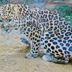 Amur Leopard - pre-2011