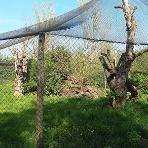Eurasian lynx exhibit, 2023-04-30