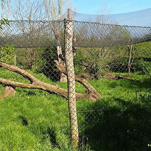 Eurasian lynx exhibit, 2023-04-30