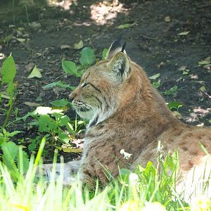 Eurasian lynx (Lynx lynx lynx), 2023-04-30
