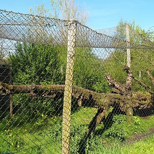 Second and smaller Eurasian lynx exhibit, 2023-04-30