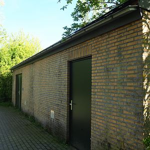 Amur tiger holding building, 2023-04-30