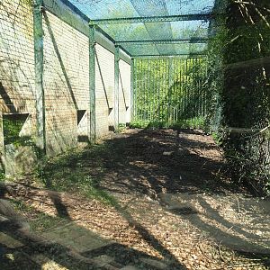 Amur tiger holding cage, 2023-04-30