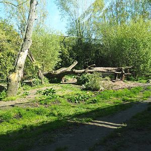 Amur tiger exhibit, 2023-04-30
