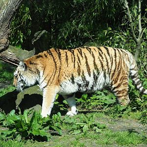 Amur tiger (Panthera tigris altaica), 2023-04-30