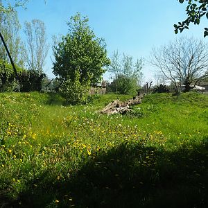 Former cheetah exhibit (To be added to renovated Amur tiger exhibit), 2023-04-30