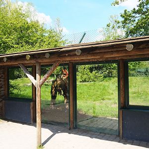 Former cheetah exhibit (To be added to renovated Amur tiger exhibit), 2023-04-30