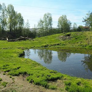 European brown bear exhibit, 2023-04-30