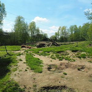 European brown bear exhibit, 2023-04-30