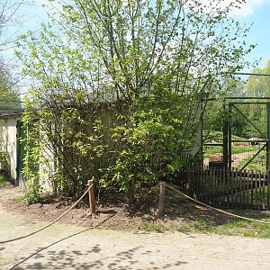 Eurasian grey wolf and European brown bear holding building, 2023-04-30