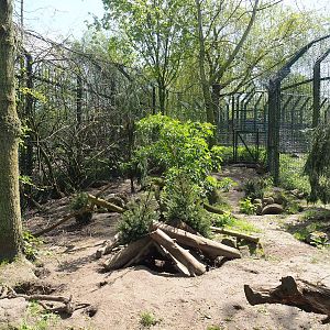 Arctic fox exhibit, 2023-04-30