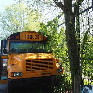 School bus viewing area for polar bears, 2023-04-30