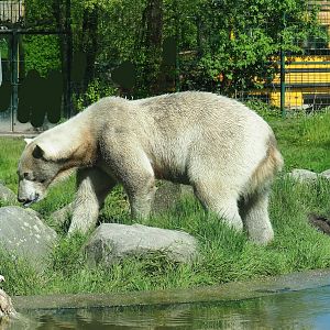Polar bear (Ursus maritimus), 2023-04-30