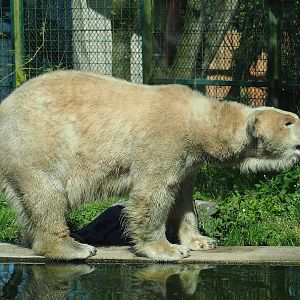Polar bear (Ursus maritimus), 2023-04-30