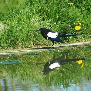 Wild Eurasian magpie (Pica pica), 2023-04-30