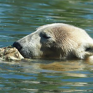 Polar bear (Ursus maritimus), 2023-04-30