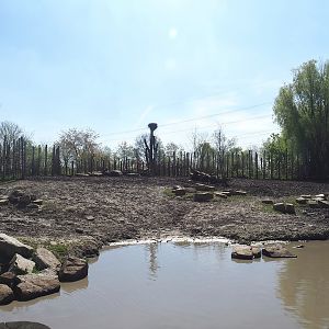 Indian rhinoceros, Nilgai, Indian hog deer and Visayan warty pig exhibit, 2023-04-30