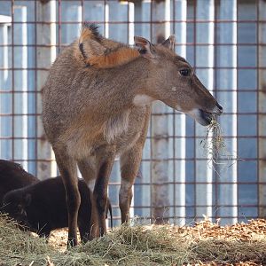 Nilgai (Boselaphus tragocamelus), 2023-04-30