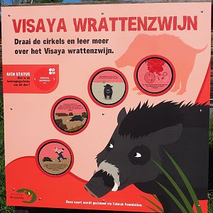 Visayan warty pig conservation signage, 2023-04-30