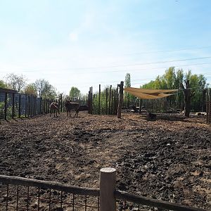 Indian rhinoceros, Nilgai, Indian hog deer and Visayan warty pig exhibit, 2023-04-30