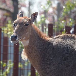Nilgai (Boselaphus tragocamelus), 2023-04-30