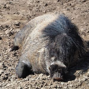 Negros Visayan warty pig (Sus cebifrons negrinus), 2023-04-30