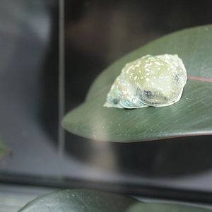 unidentified frog 29 Feb 2024