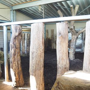 Indian rhinoceros indoor paddock, 2023-04-30