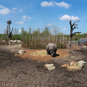 Indian rhinoceros, Nilgai, Indian hog deer and Visayan warty pig exhibit, 2023-04-30