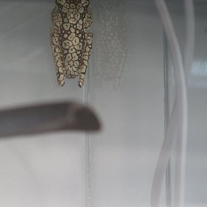 unidentified frog 29 Feb 2024