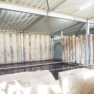 Indian rhinoceros indoor pool, 2023-04-30