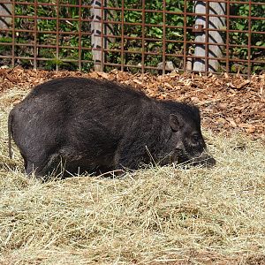 Negros Visayan warty pig (Sus cebifrons negrinus), 2023-04-30