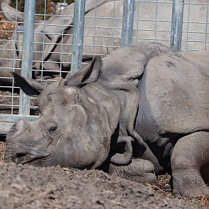 Indian rhinoceros (Rhinoceros unicornis), 2023-04-30