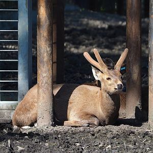Indian hog deer (Axis porcinus), 2023-04-30