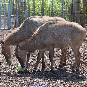 Nilgai (Boselaphus tragocamelus), 2023-04-30