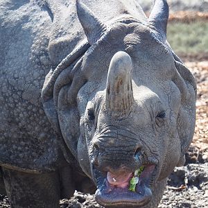Indian rhinoceros (Rhinoceros unicornis), 2023-04-30
