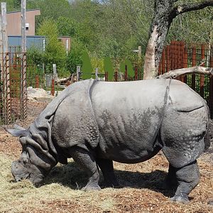 Indian rhinoceros (Rhinoceros unicornis), 2023-04-30