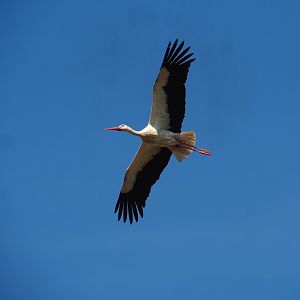 European white stork (Ciconia ciconia) in flight, 2023-04-30