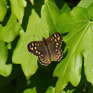 Wild Speckled wood butterfly (Pararge aegeria), 2023-04-30