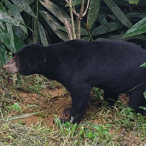 Malayan sun bear (Helarctos malayanus malayanus)