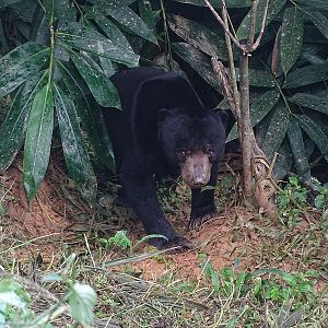 Malayan sun bear (Helarctos malayanus malayanus)