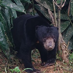 Malayan sun bear (Helarctos malayanus malayanus)