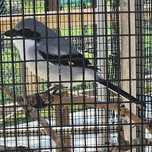 Busch Wildlife (new location) - Loggerhead Shrike
