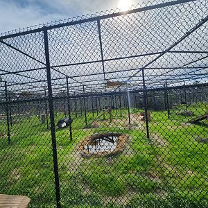 Busch Wildlife (new location) - Bobcat exhibit