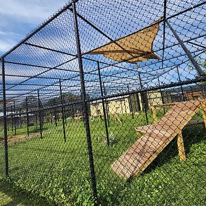 Busch Wildlife (new location) - Florida Panther exhibit