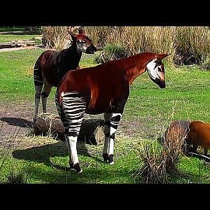 Disney World 2017 - Animal Kingdom Lodge - YouTube