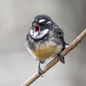 Grey Fantail