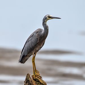 White-faced Heron